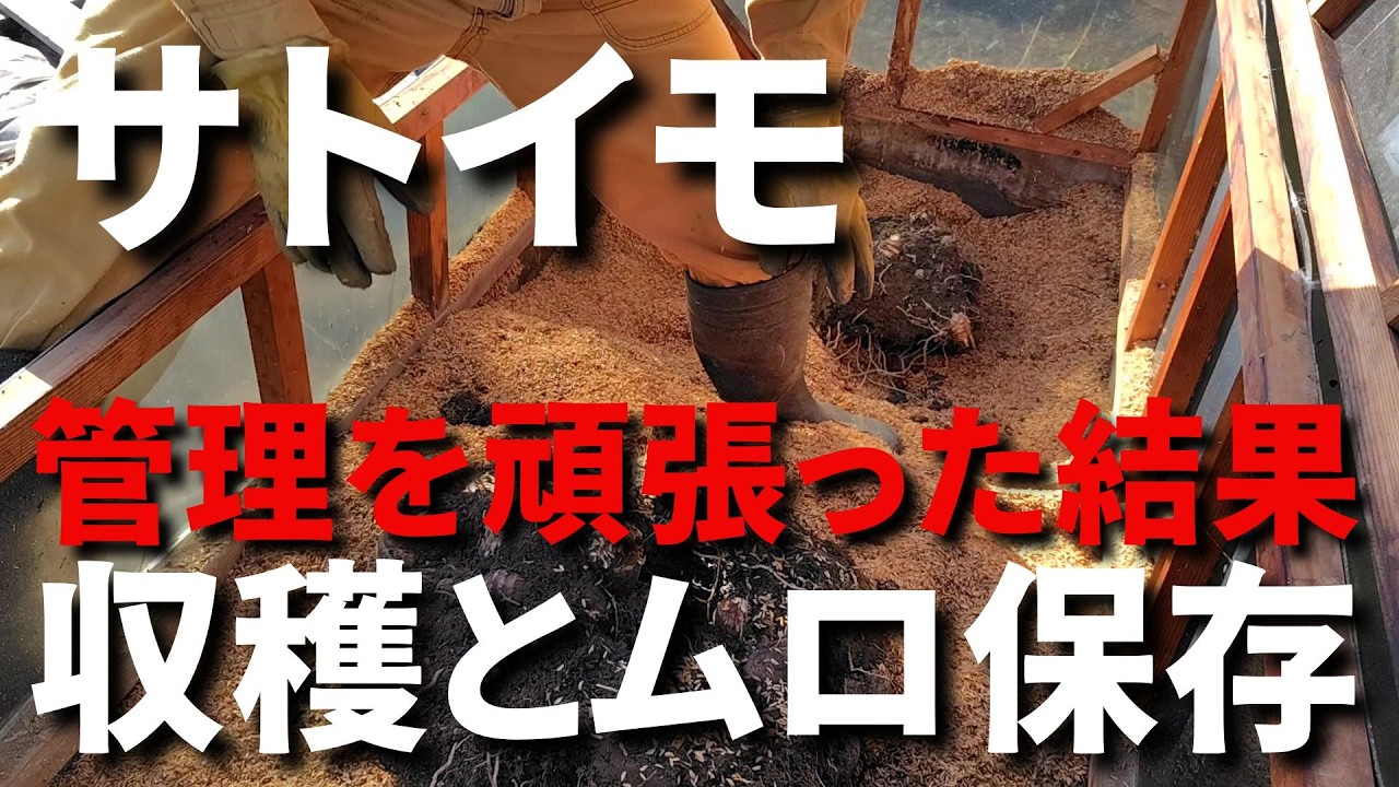 【サトイモ】真夏の水やり、草取り、追肥などの作業をしっかりと実施した結果は？／いつもの保存方法を紹介し、種イモの選び方と保存方法も解説します－Vol.166（2024.11.18）
