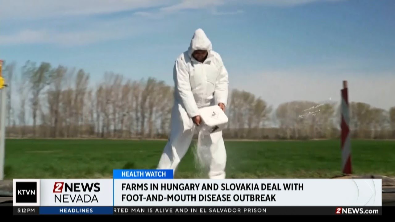 Hungarian cattle farms dealing with outbreak of foot and mouth disease