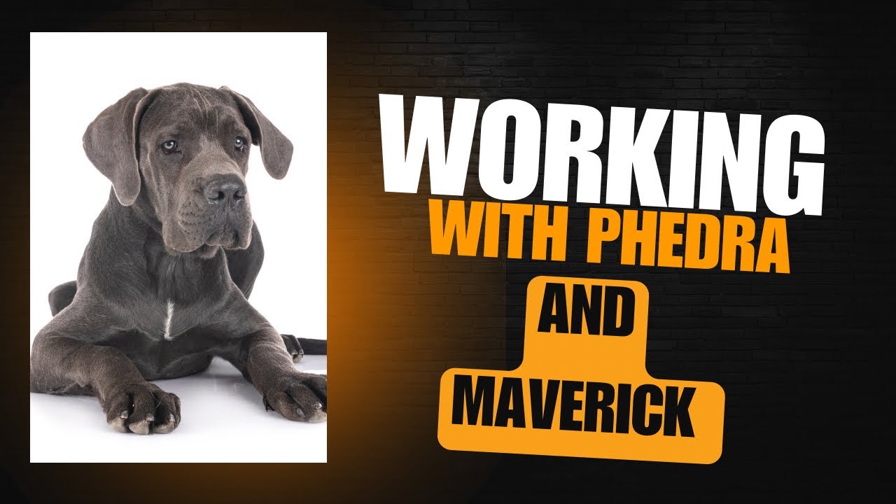 Working with Phedra and Maverick 