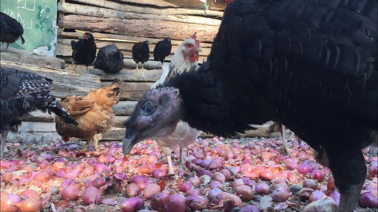 Balon Kafa Hindi Tedavisi🦃 #Amerikanbronzhindi #Çiftliktekihindiler