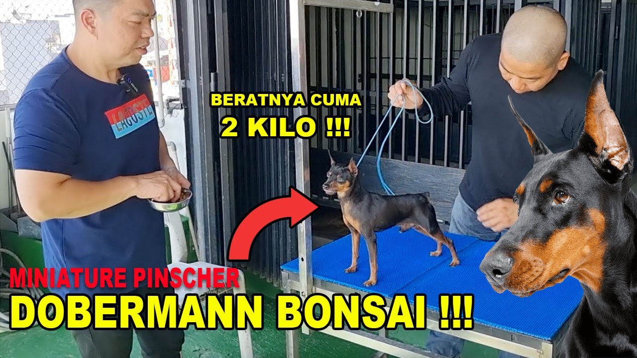 DOBERMANN BONSAI BERATNYA CUMA 2 KILO - MINIATURE PINSCHER