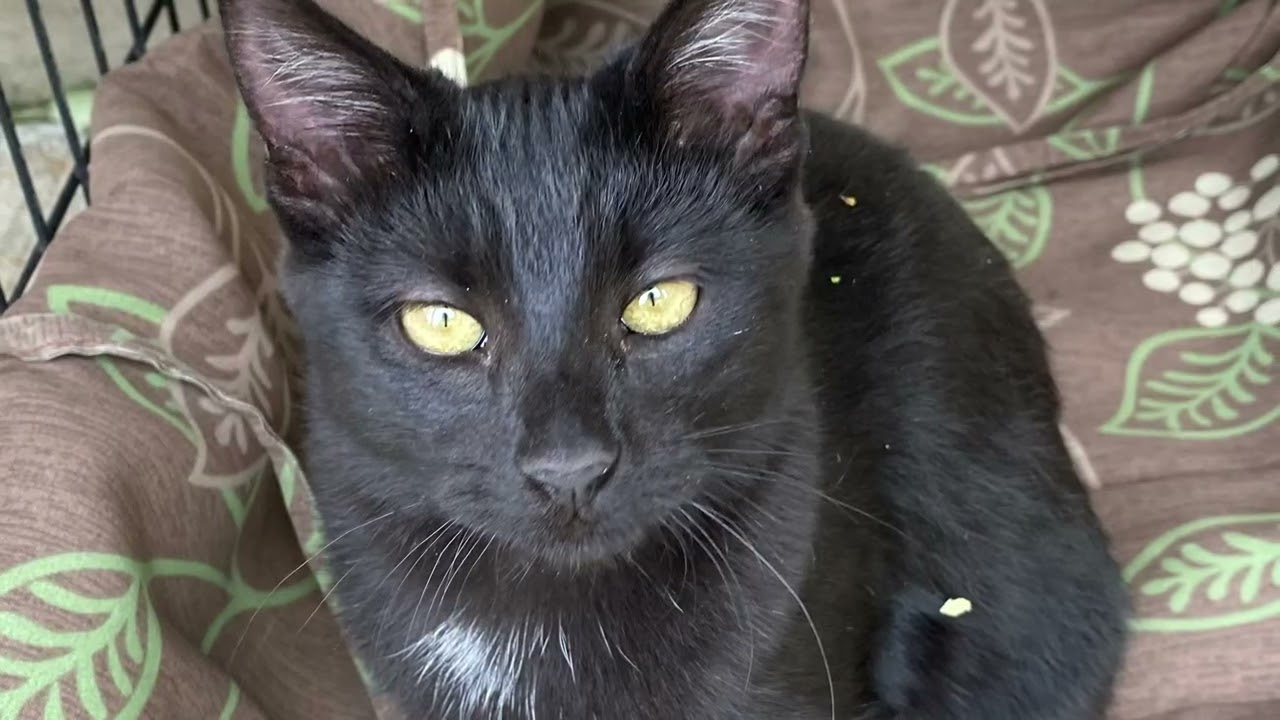 Stray cats and kittens 🐱 #helpstraycats #adoptstrays #cat #kitten #rescuecat ♥️