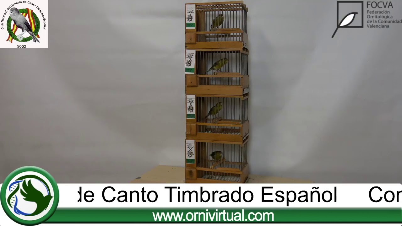 Campeón en Equipo, Concurso Regional FOCVA del Canario de Canto Timbrado Español Original