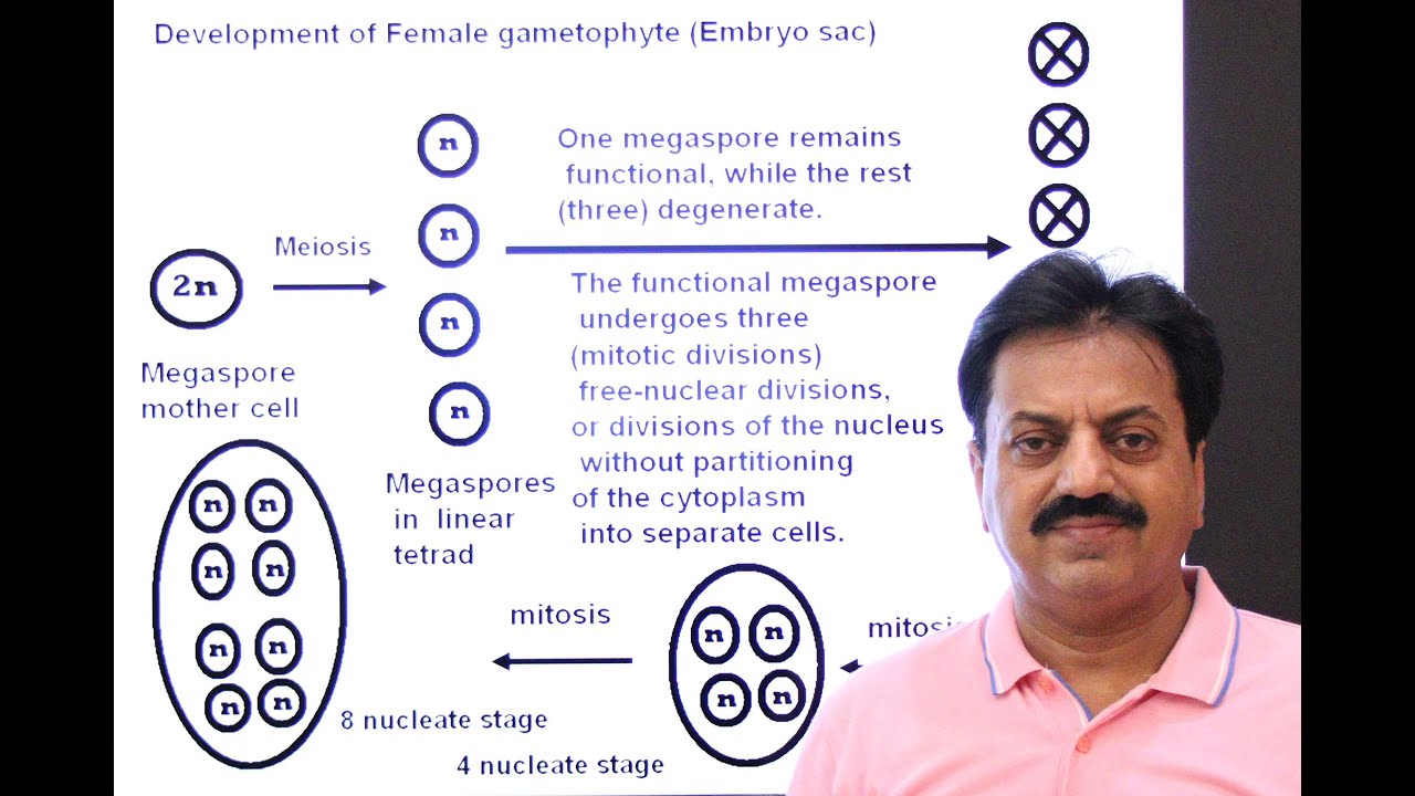 First Year / Chapter 9 / Kingdom Plantae / Part 18 / Life Cycle of an Angiosperm