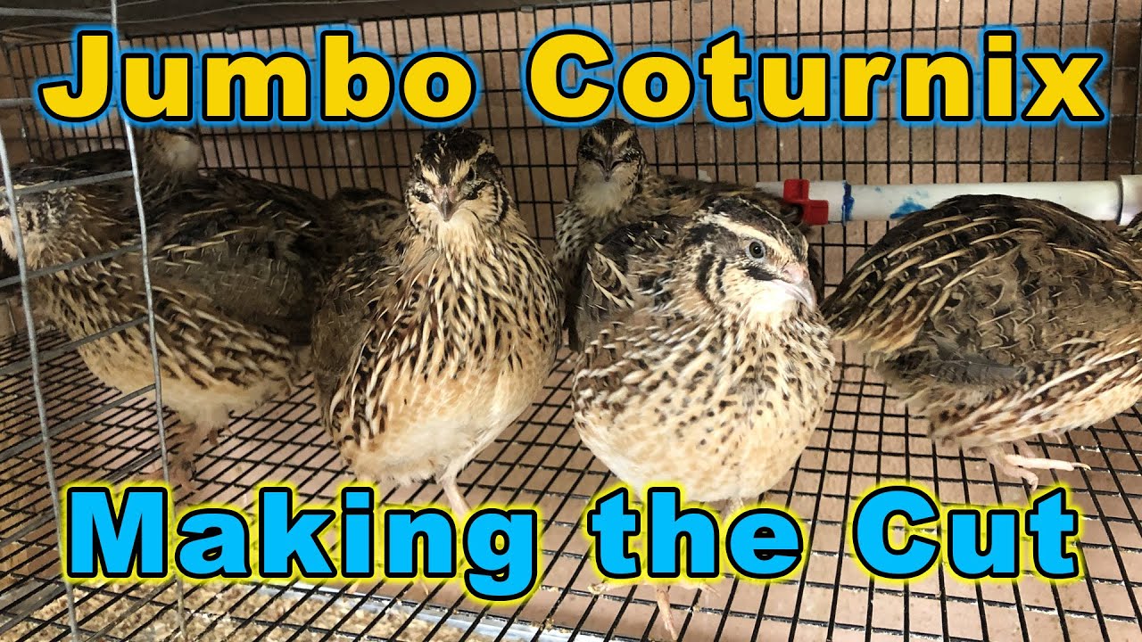 Jumbo Coturnix - Making the Cut