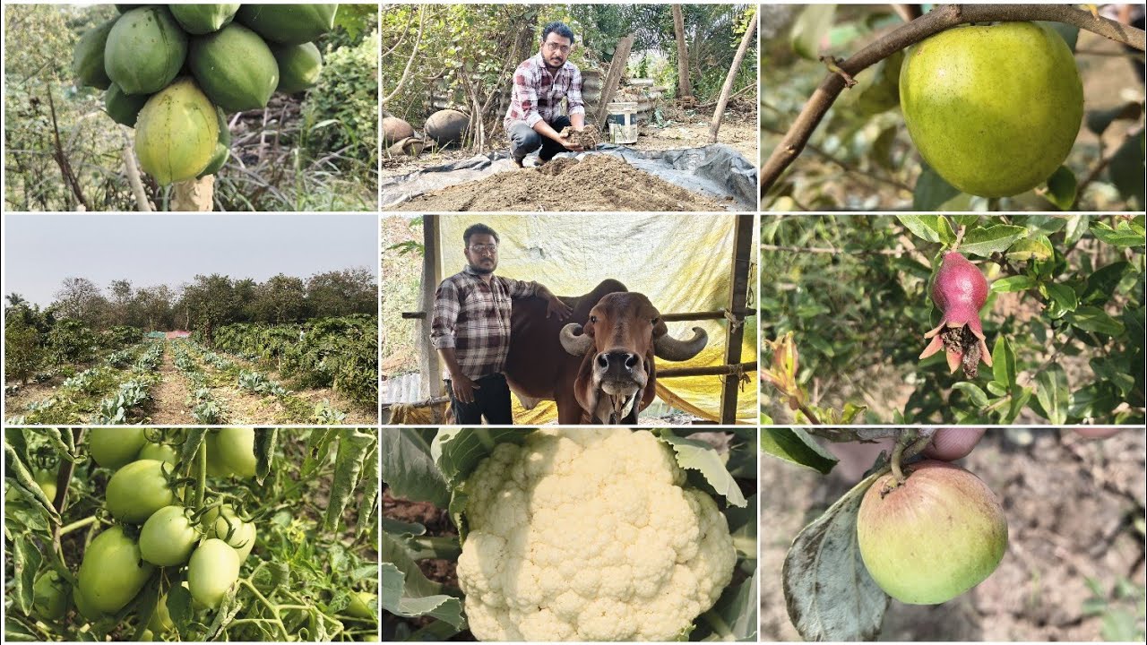 મિશ્રપાક પદ્ધતિની સફળ વાર્તા | કેતનભાઇ પટેલ | વલસાડ | 