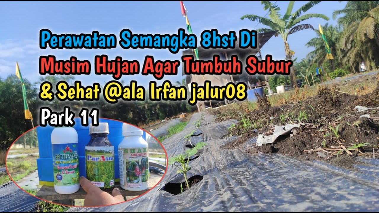 Perawatan Semangka 8hst Di Musim Hujan Agar Tumbuh Subur & Sehat @ala Irfan jalur08 Park 11