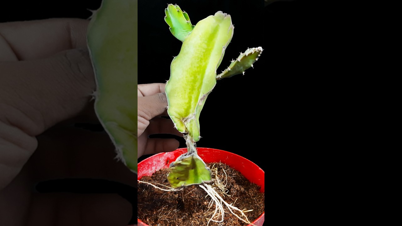 How to propagate dragon tree from dragon tree cutting | Plant it in home //#highlights #reels