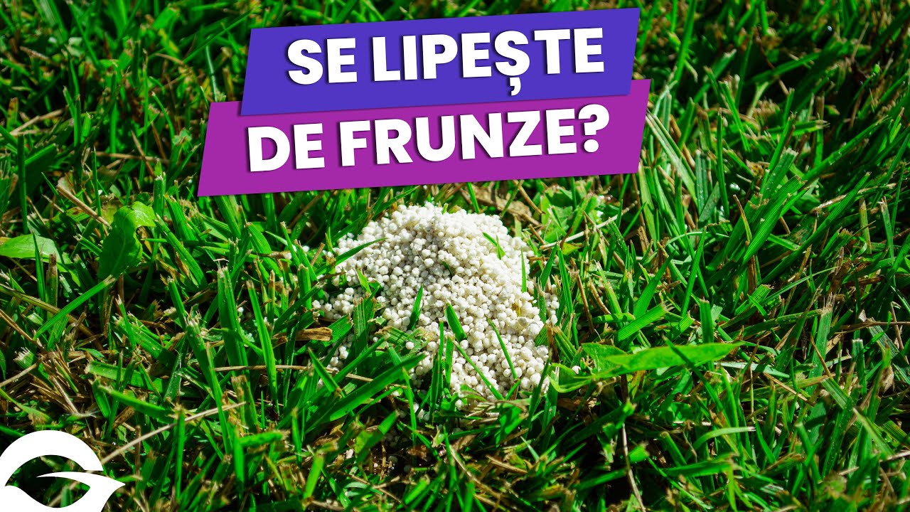 Putem fertiliza gazonul dacă solul este ud? | Gazonul pe scurt