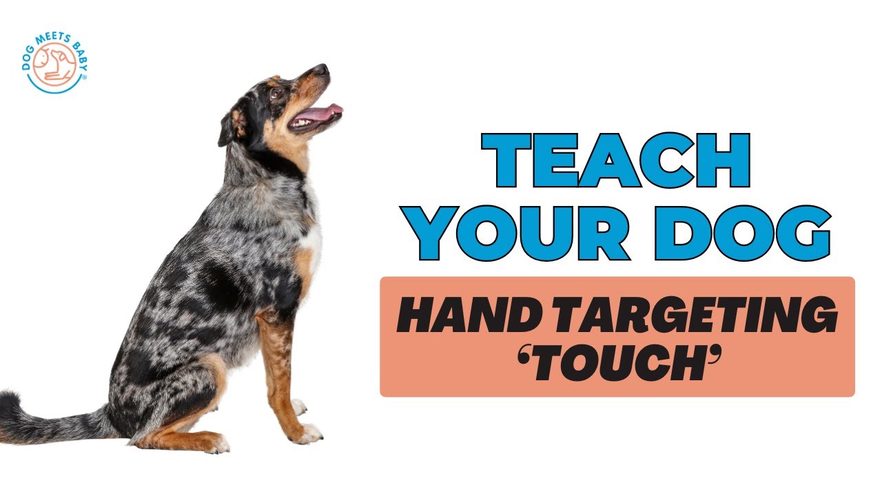 Teach Your Dog Touch (Hand Targeting)