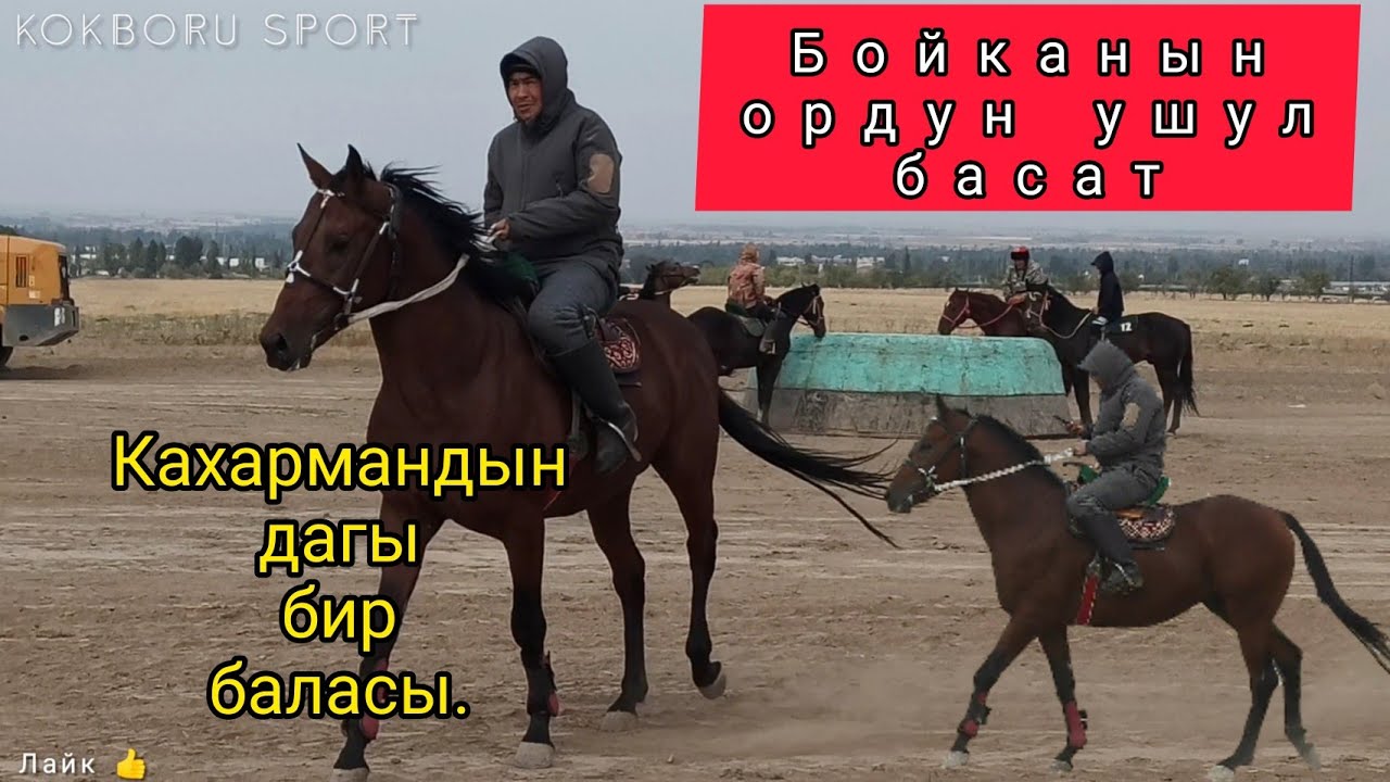 Характери Бойкадай дейт саяпкер. Кахармандын дагы бир баласы чыкты.
