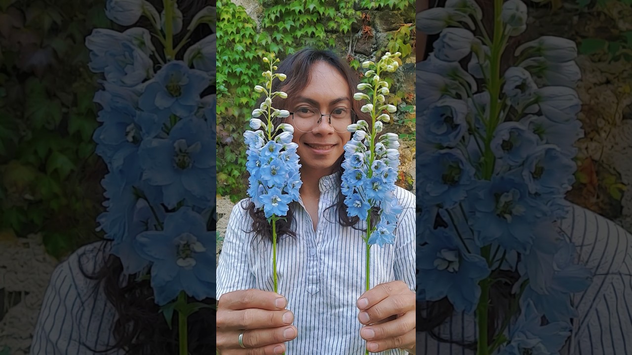 Delphinium Summer Skies, les fleurs magnifiques ! 