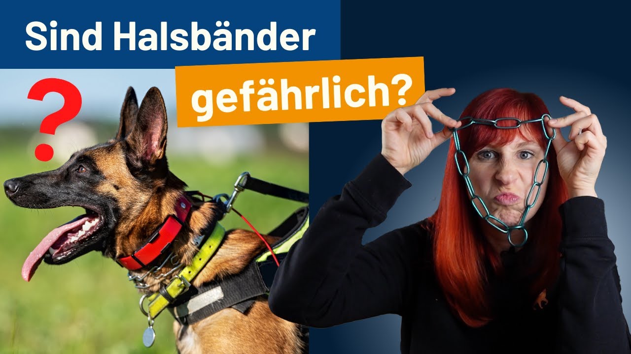 Halsband oder Geschirr? Teil 2 - Das Hunde-ABC