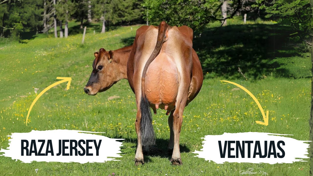 Ventajas de la raza Jersey: La raza de vaca lechera más pequeña y más productiva del mundo