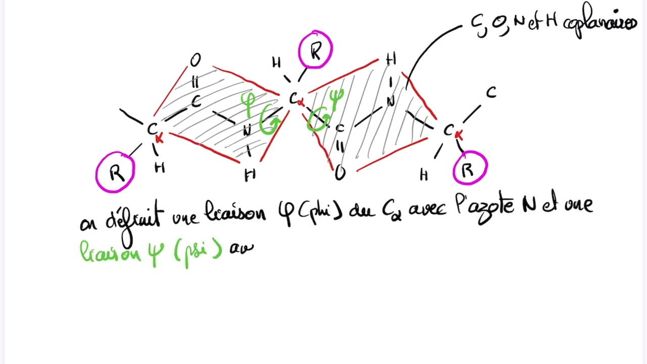 La liaison peptidique