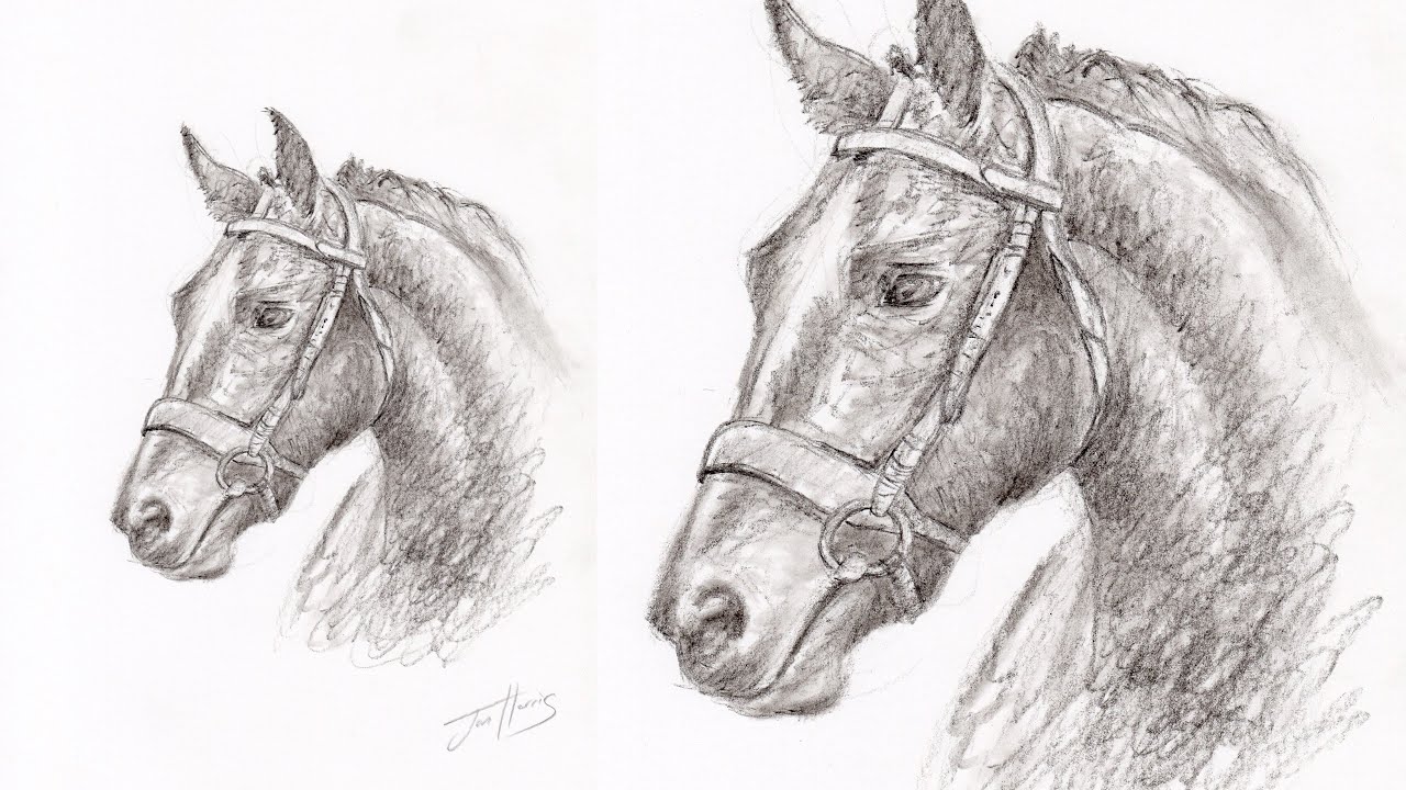 How to Sketch Draw a Horse with a Charcoal Pencil