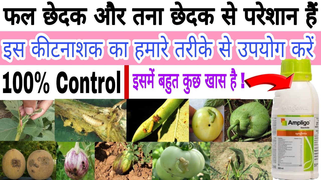 किसी भी फसल में फल छेदक और तना छेदक से 100% छुटकारा | fruit borer | stem borer | #drpunitshishodia