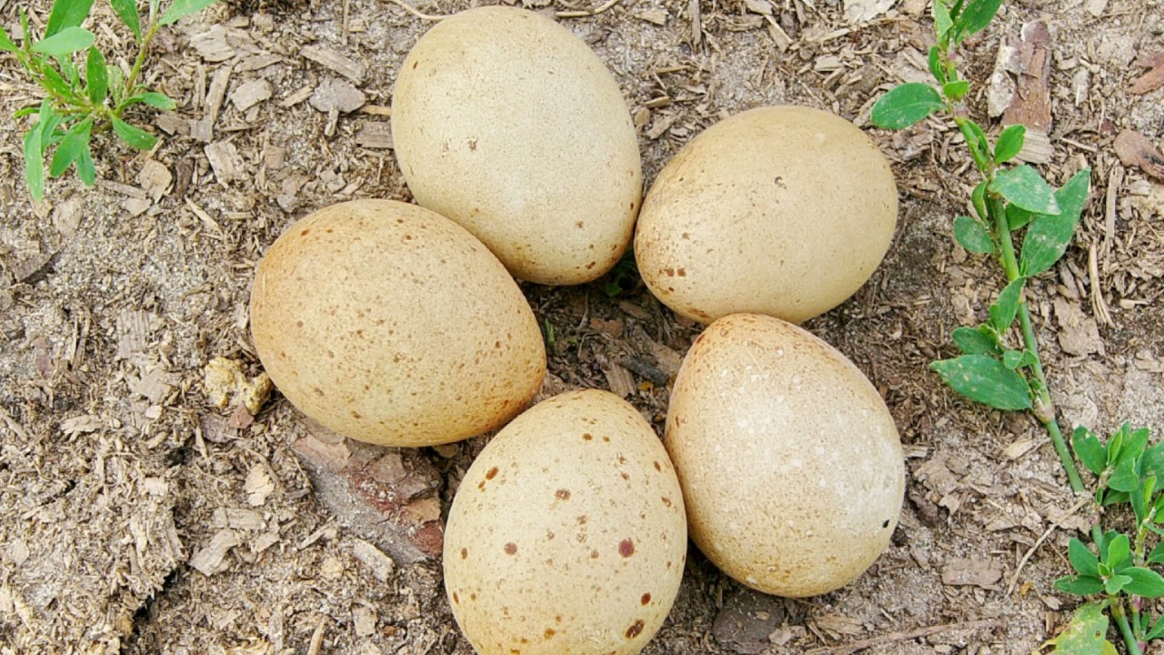 Глухарь