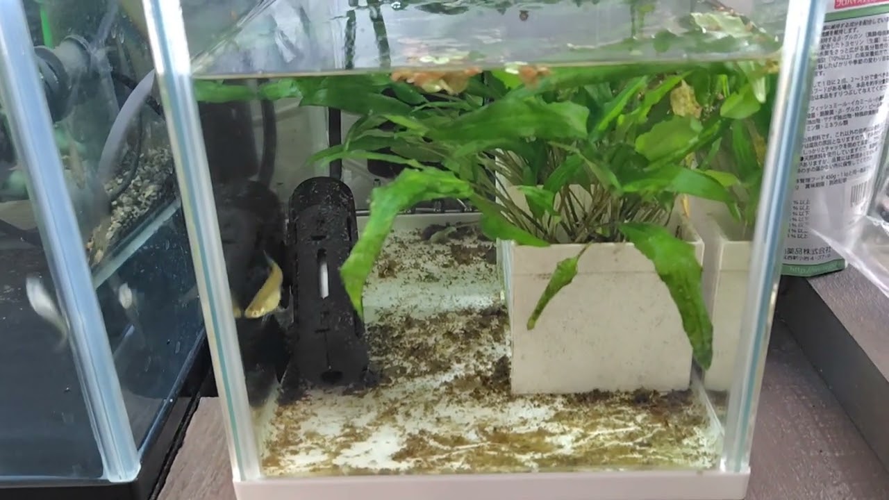 グッピー飼育日記　20260115 繁殖設備の改装と成魚の給餌制限に付いて