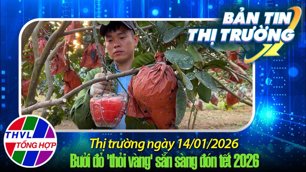 Bản tin thị trường (15/01/2026):  Quýt tạo hình ngựa, quất cổ thụ vào mùa phục vụ Tết