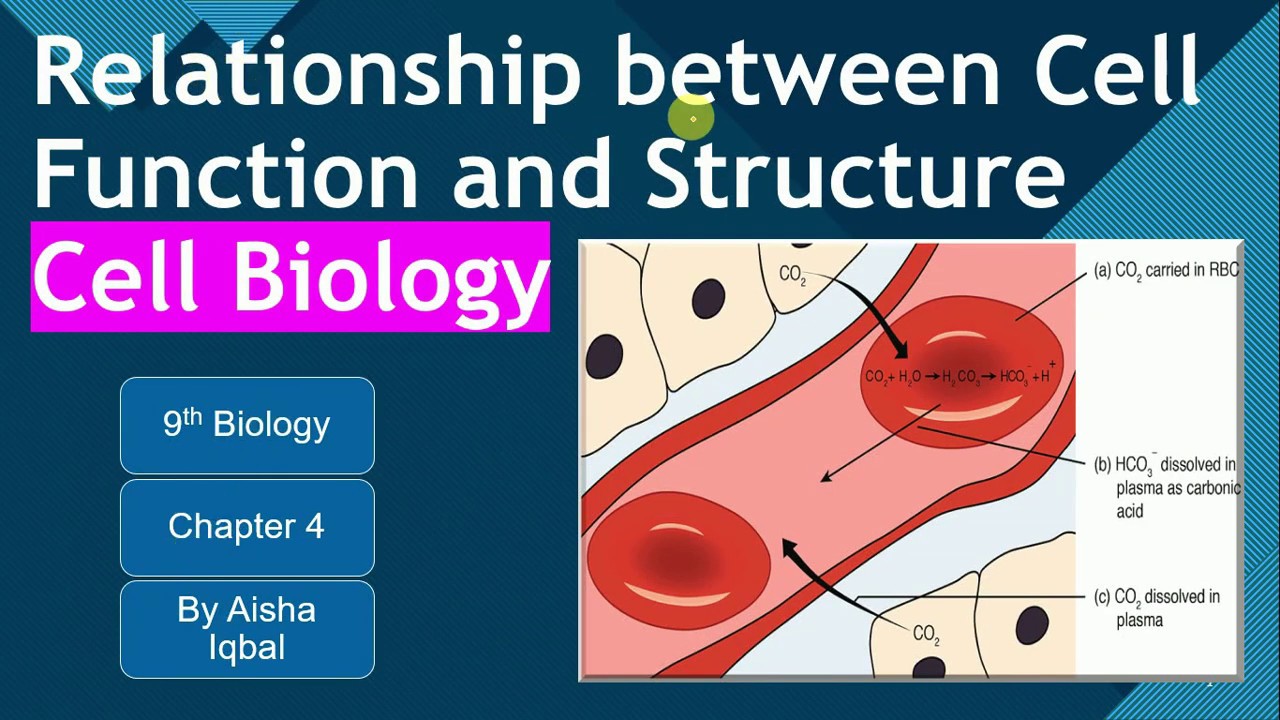 Relationship between Cell Function and Structure Class 9