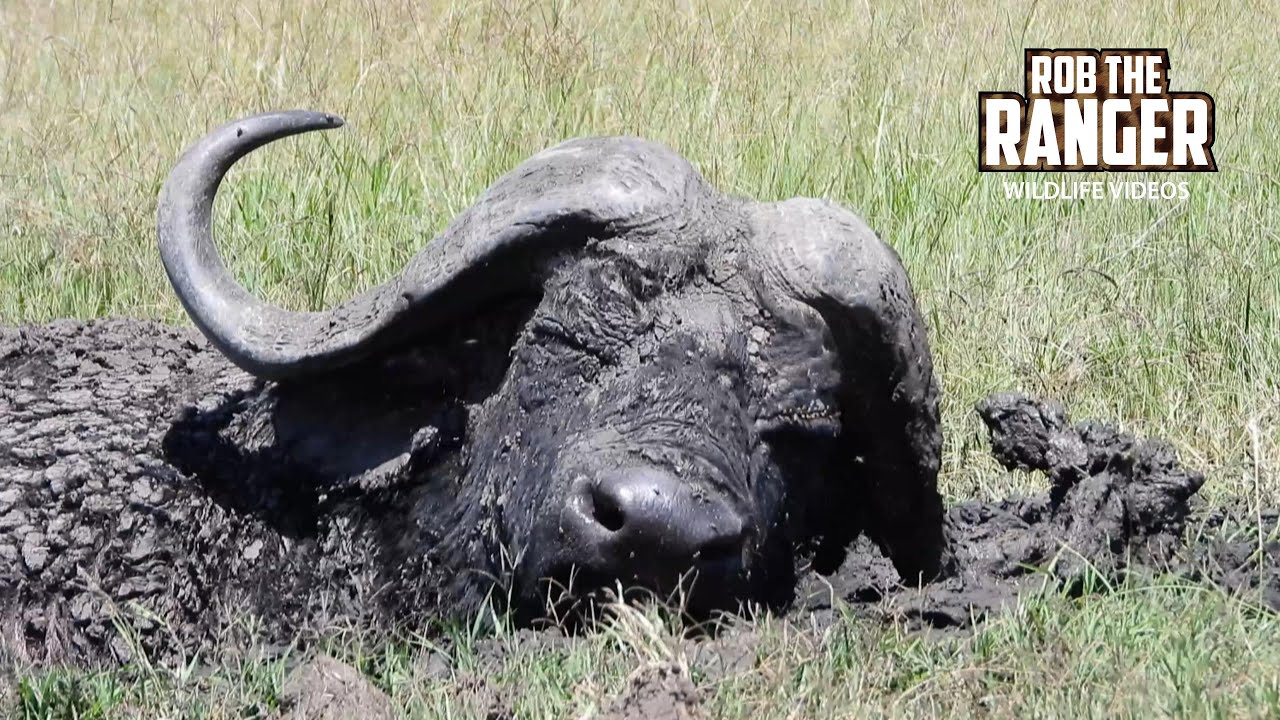 Buffalo Relaxing In The Mud | Lalashe Maasai Mara Safari