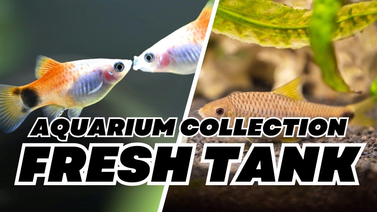 Aquarium Sweet Water Fish Tanks | HD Underwater Background Home Office Screensaver