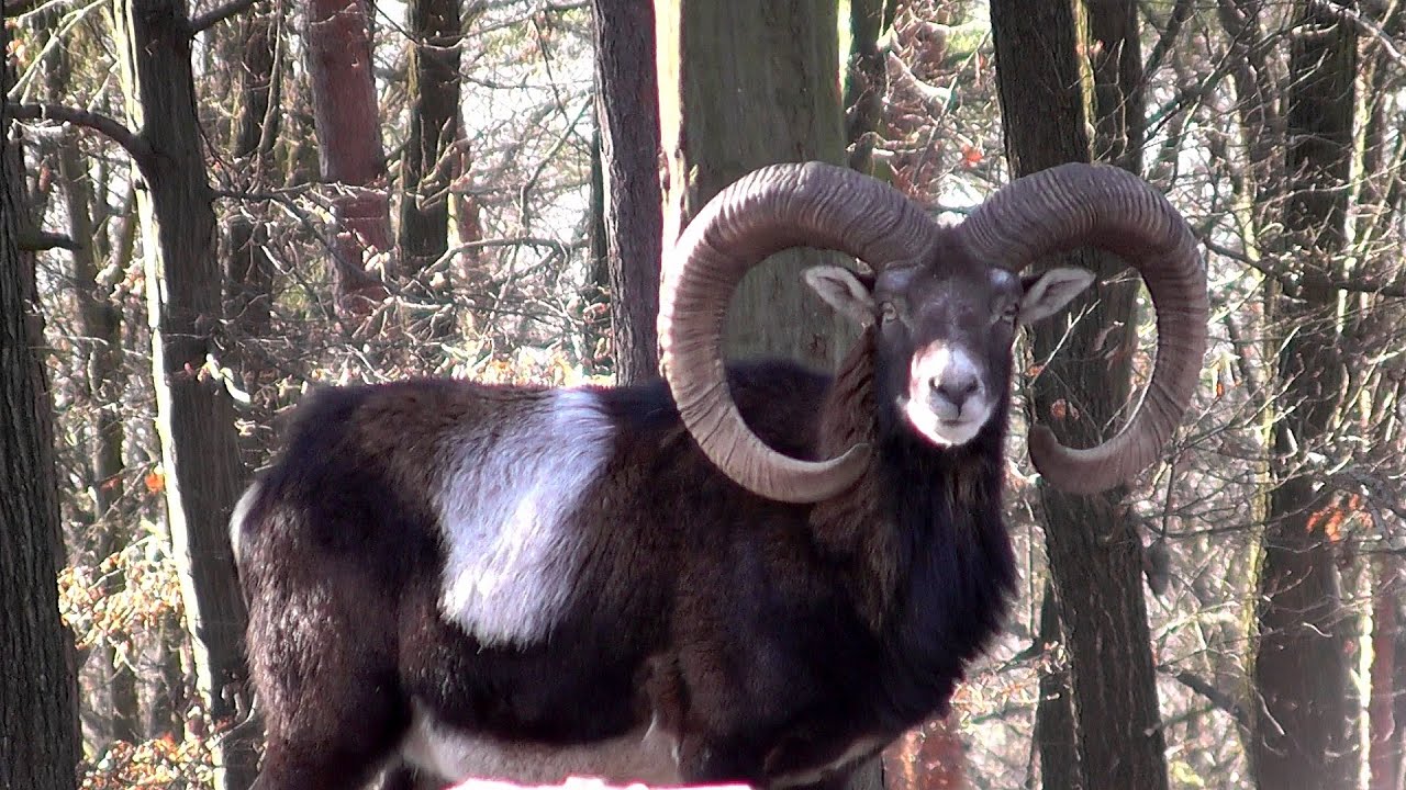 Muflon (Ovis musimon),Mufl&oacute;n lesn&yacute;,Europ&auml;ischer Mufflon,