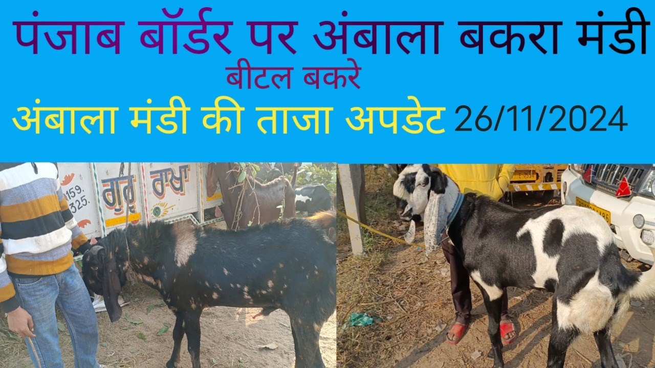 पंजाब बॉर्डर पर अंबाला बकरा मंडी की ताज अपडेट।। Punjab border per Ambala bakra Mandi ki taaja update