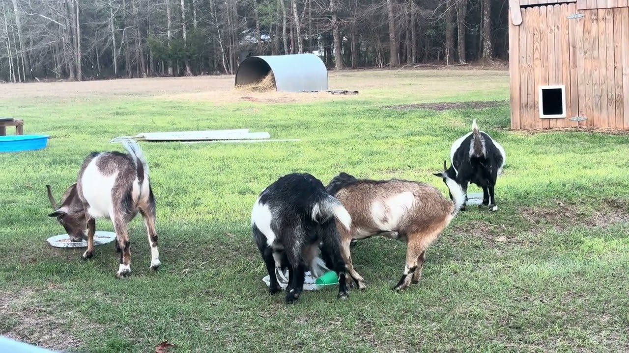 Quiet Afternoon with the Goats | Peaceful Country Moments 🐐🌤️