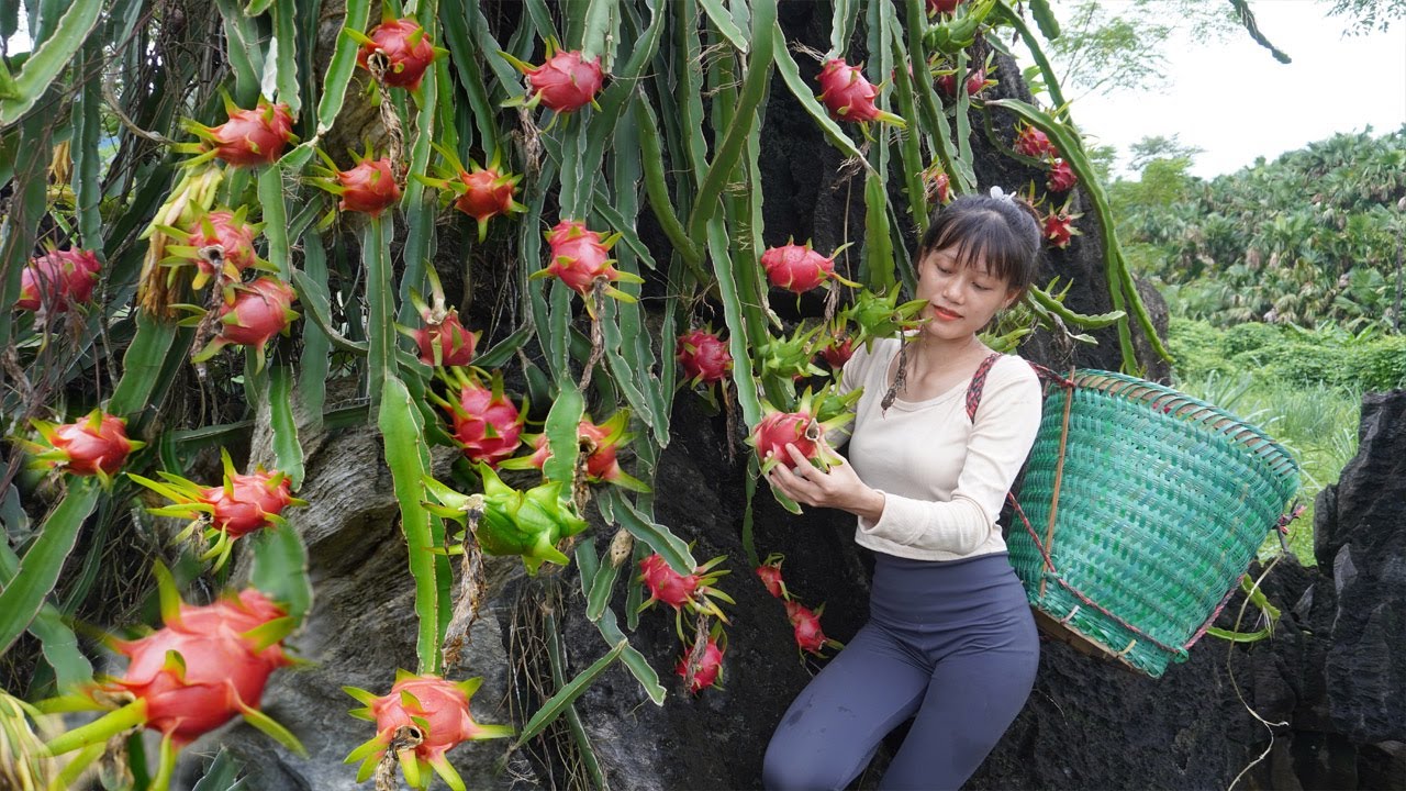 Going into the rocky mountains and harvesting dragon fruit on the cliffs is very dangerous