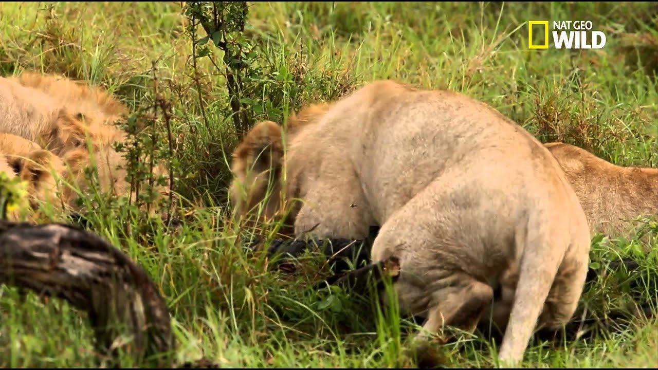 Des lions adultes s'amusent avec un bébé lion  - racontée par Gérard Darmon