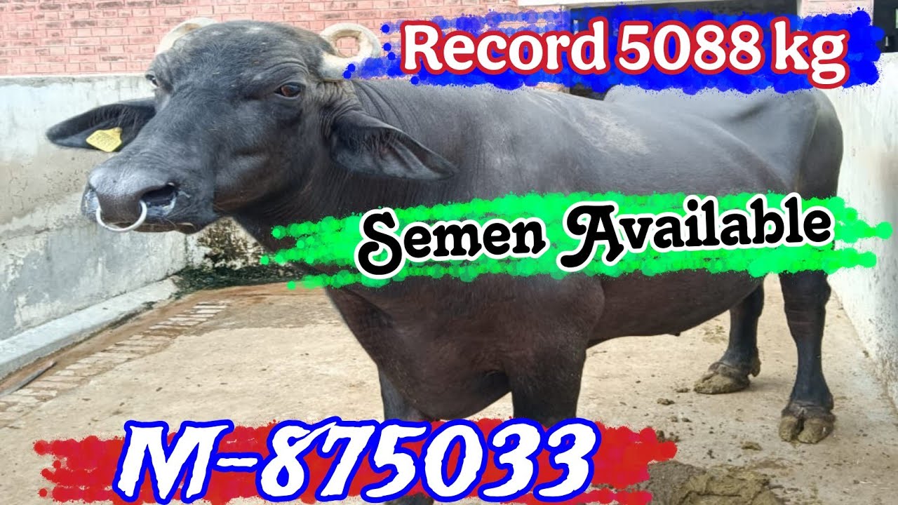 #M875033_bull Mother side 1st timer projni 19 kg top bull #semen_available 
