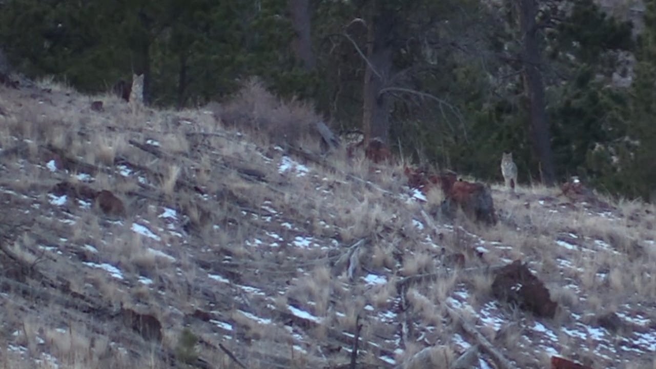 ENRAGED COYOTES CHALLENGE HOWL! | SEE WHAT HAPPENS!