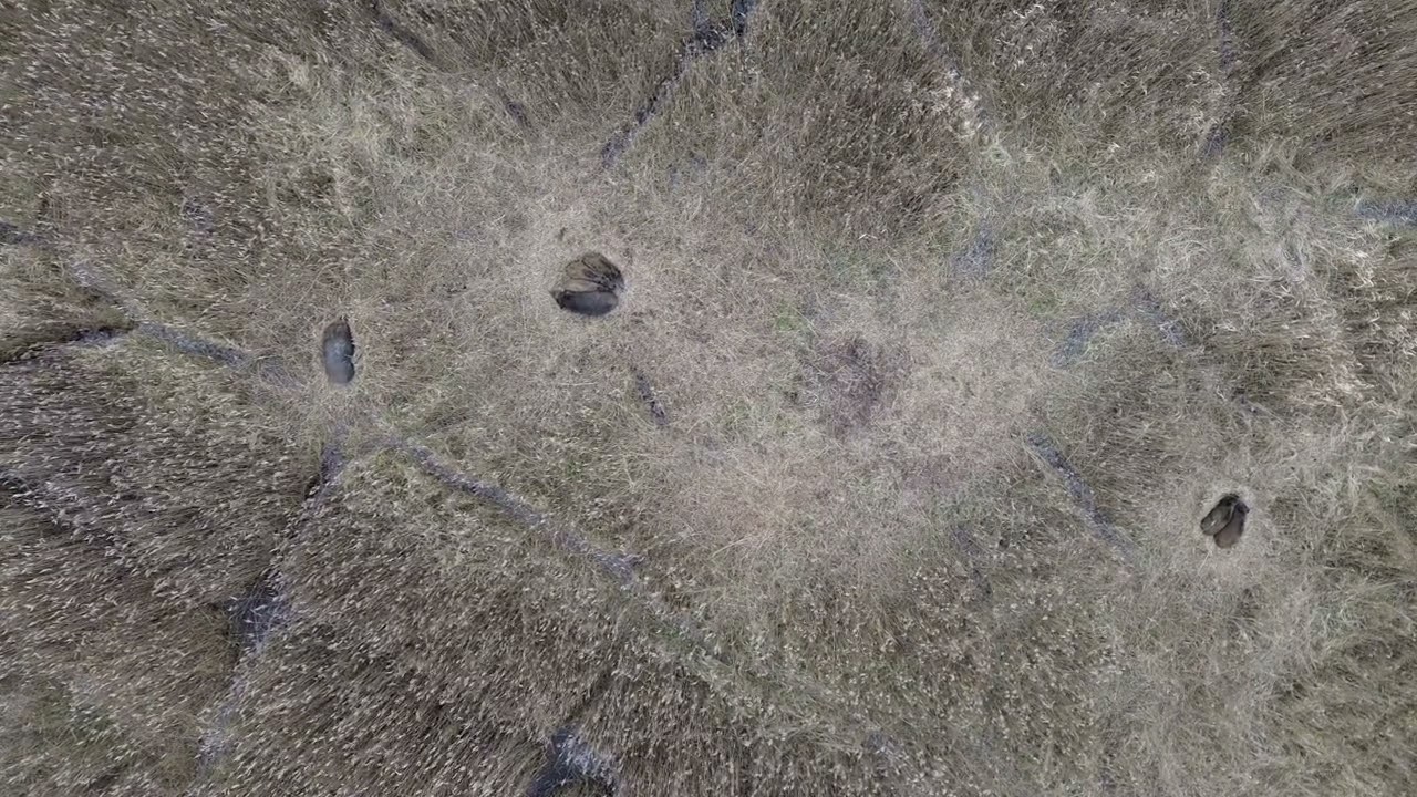 Dzik w trzcinowisku widok z drona 