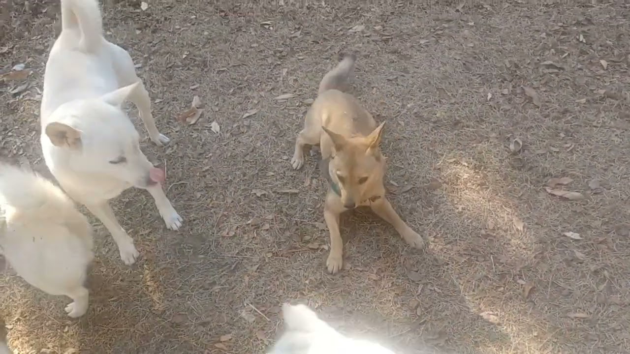 13마리숲속똥개와 냥이 그리고 집사의 어느 하루~~ㅎ