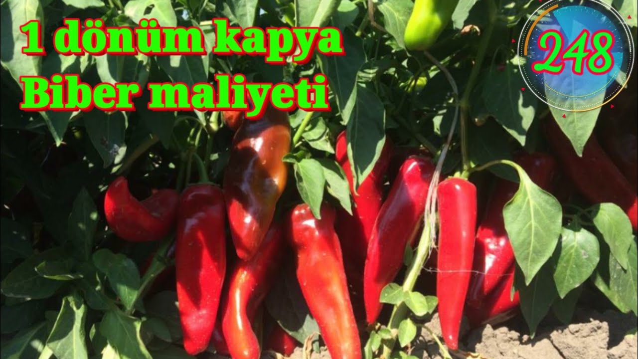 Biber ne kadar kazandırır maliyeti karı zararı tonajı verimi para kazanmak için size tavsiyelerim