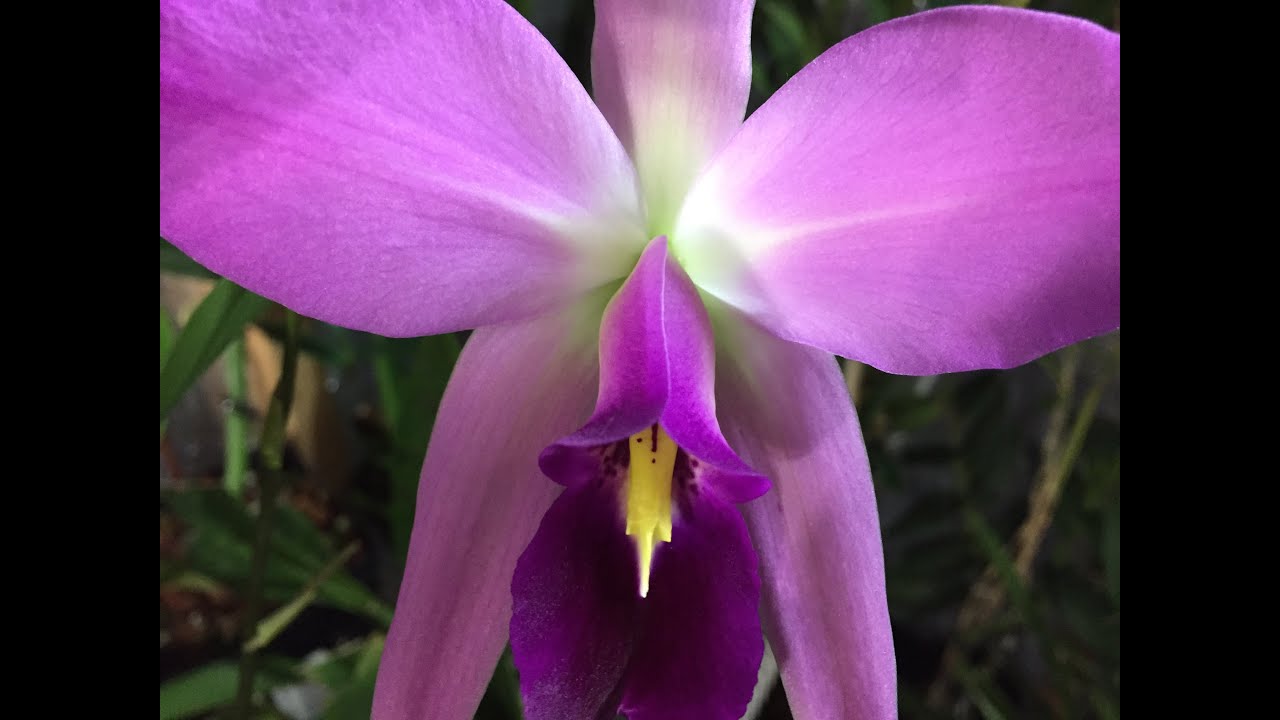 Laelia anceps Orchid Care: The biggest bloom spikes ever!
