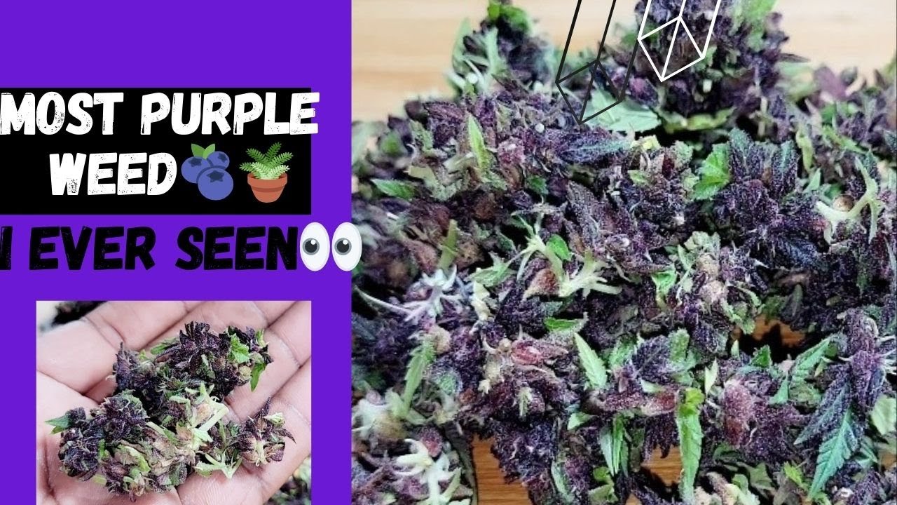 Most Purple Weed I've Seen & Its Full Of Seeds (Purple Amnesia Cannabis Seed Harvest)