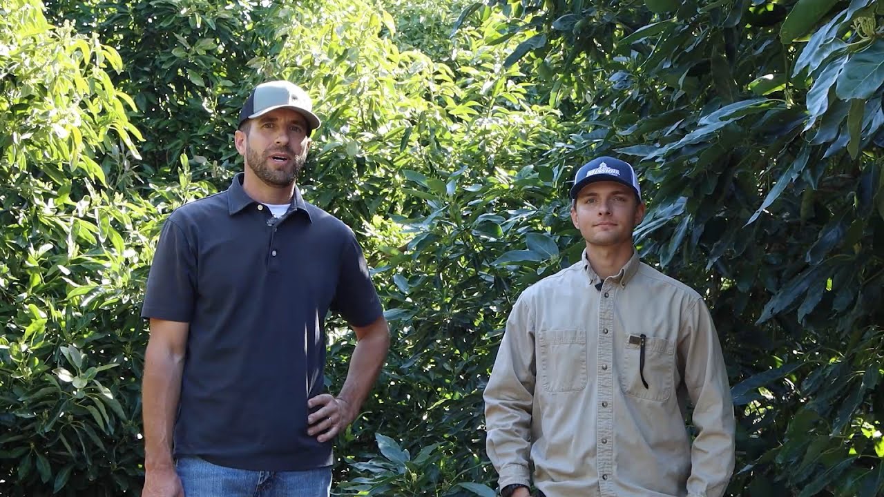 Pruning strategies - Virtual Avocado Field Day at Cal Poly