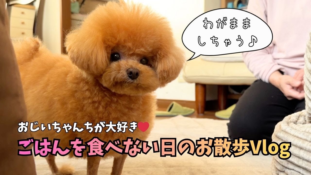 おじいちゃん家が大好きな犬|とらまるのお散歩vlog