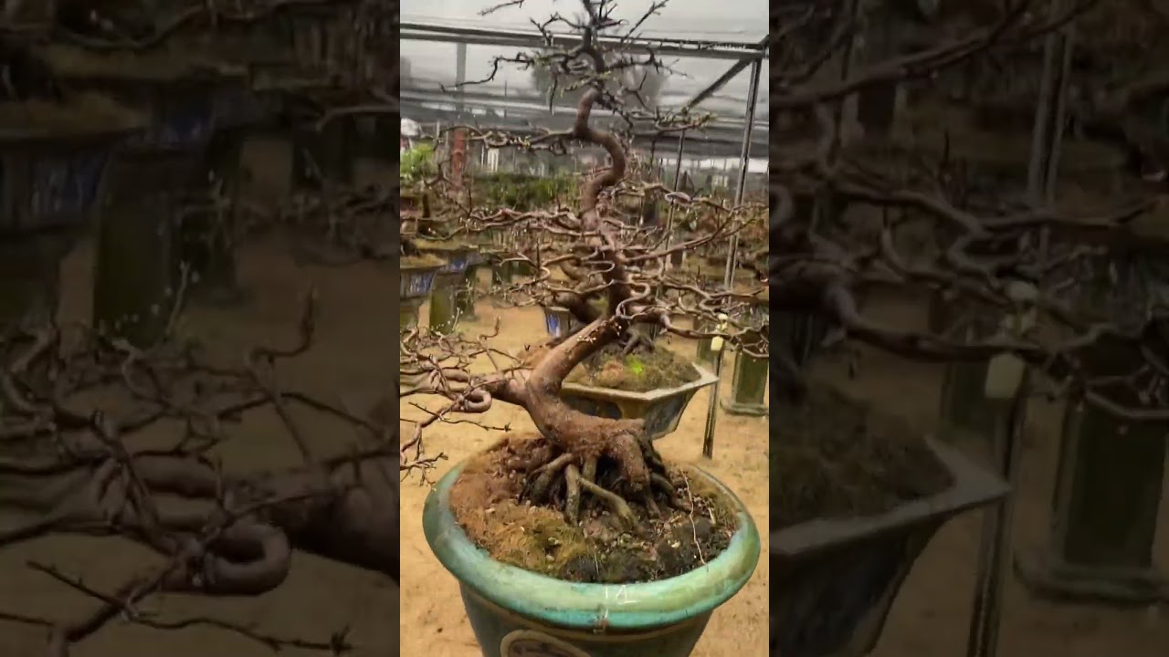 Cổ điển 🐉 #bonsai #maibonsai #maivangbinhdinh #maivang #vuonmaituanngoc #tet  #xuanatty2025