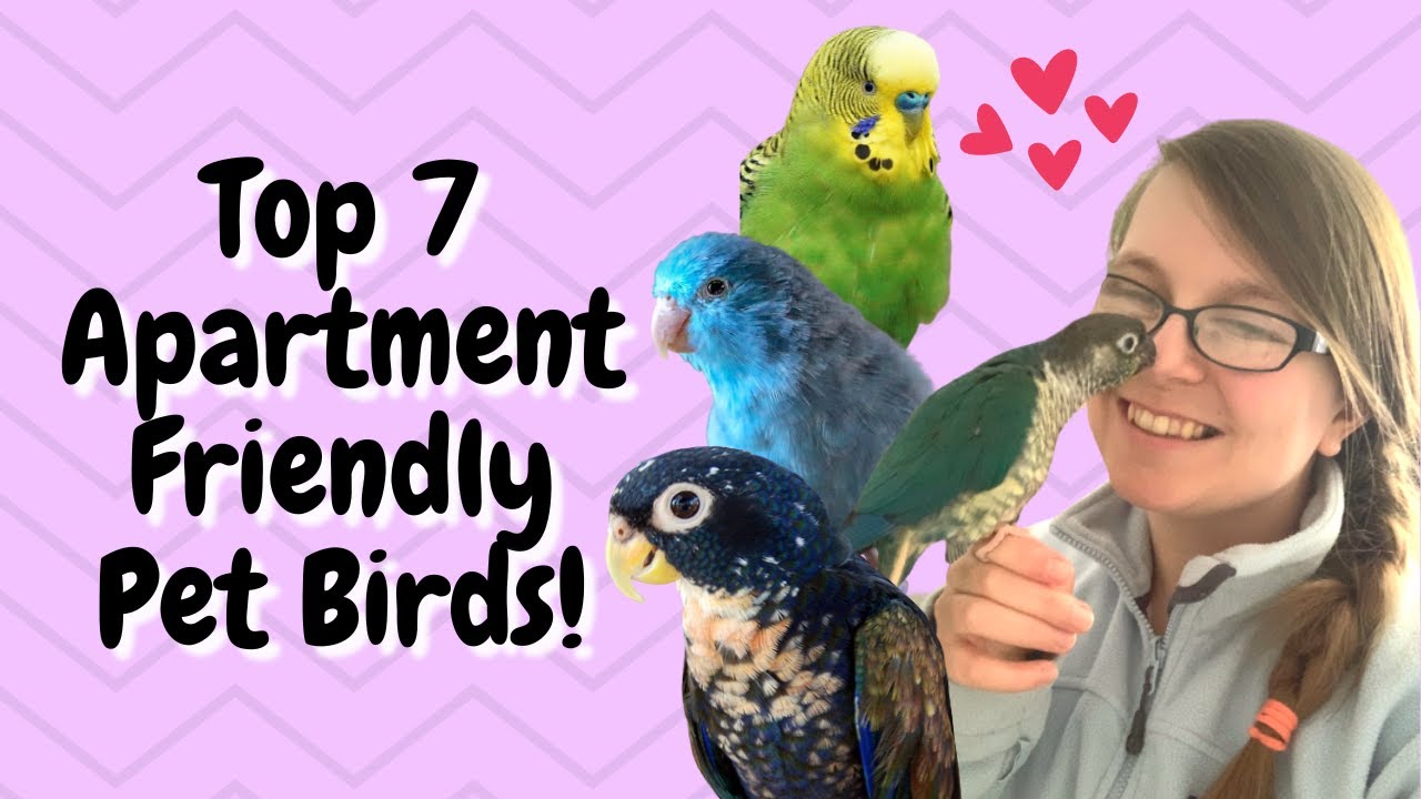 Top 7 Apartment Friendly Birds! | BirdNerdSophie