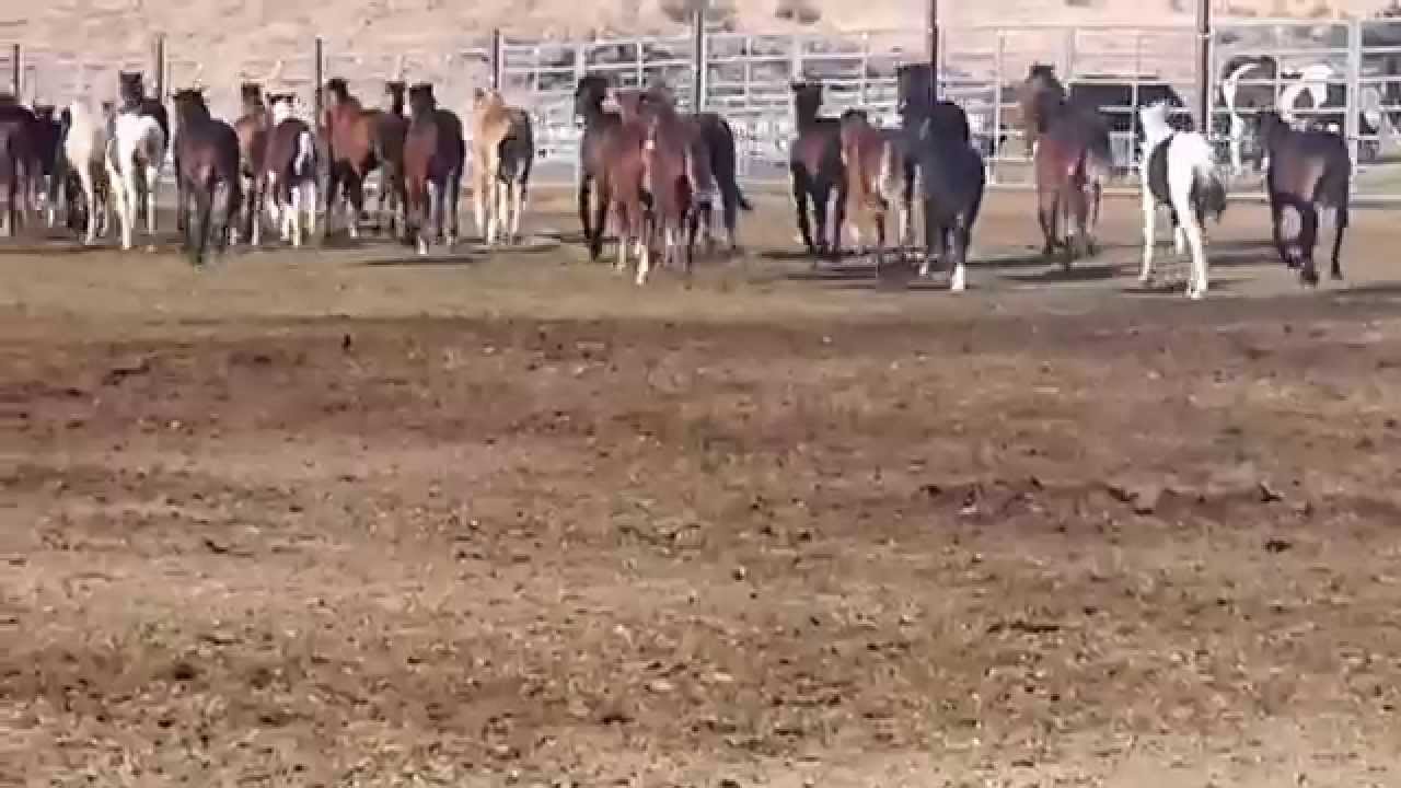 Wild Horse Corral BLM Facility in Burns Oregon