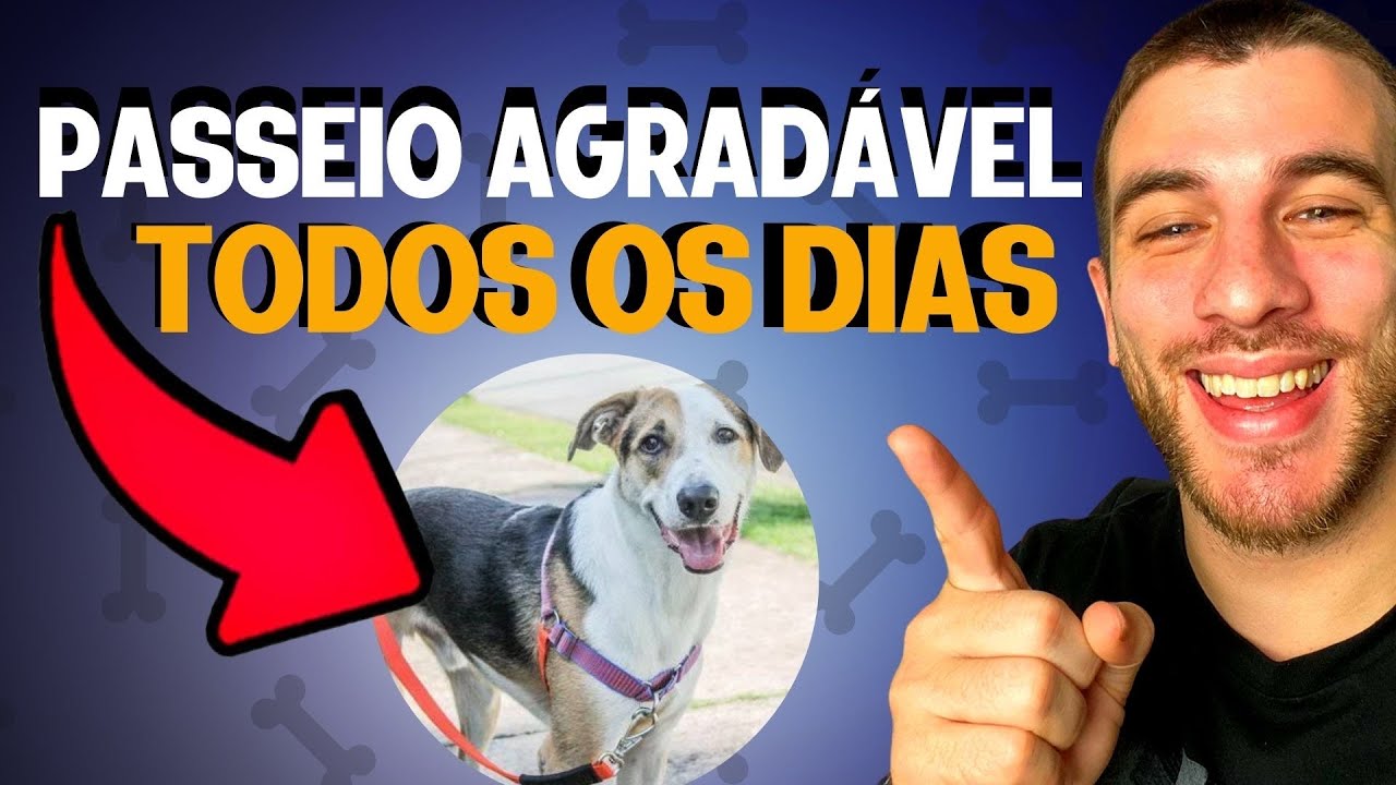 5 Dicas Infalíveis Para Um Passeio Perfeito Com Seu Cachorro