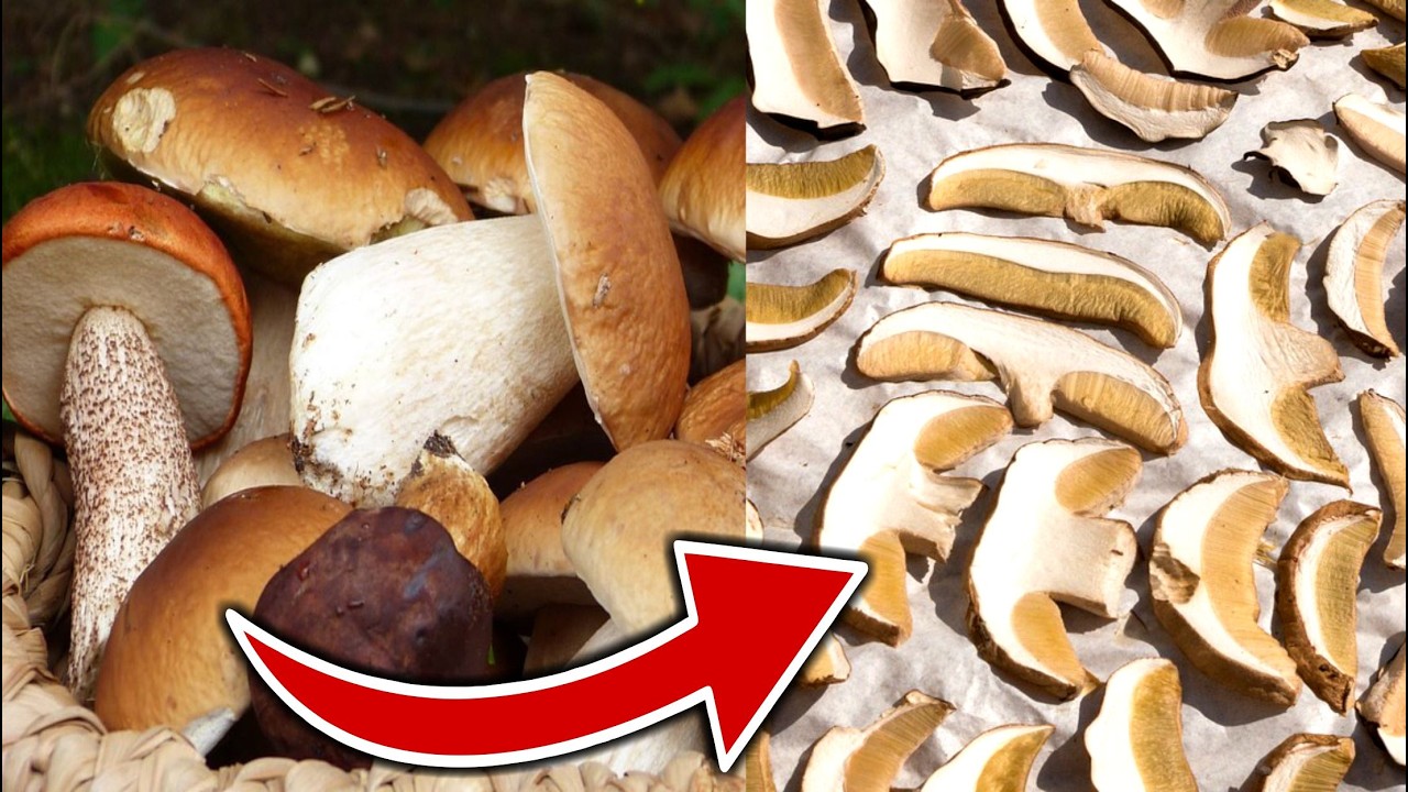 SUSZENIE grzybów - najlepsze sposoby