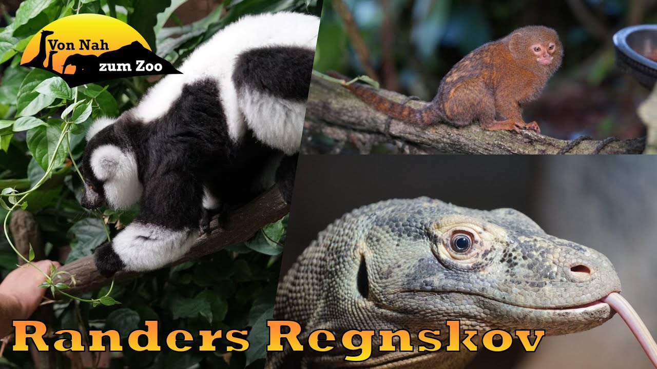 Randers Regnskov 4k - Ein Geheimtipp im Herzen Dänemarks - Von Nah zum Zoo