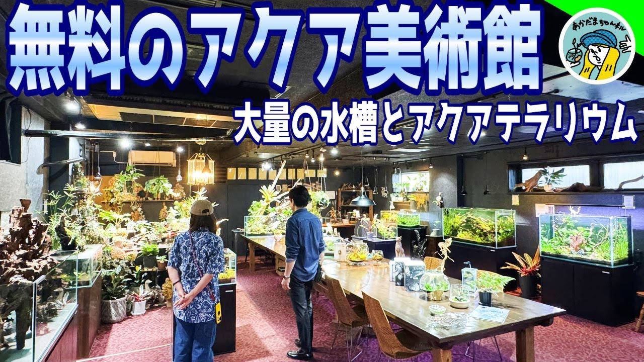 【アクアリウム】アクアリウムのレイアウト水槽が大量に並ぶギャラリーにいってみた（ヒロセペット谷津店の2階は秘密の美術館だった）