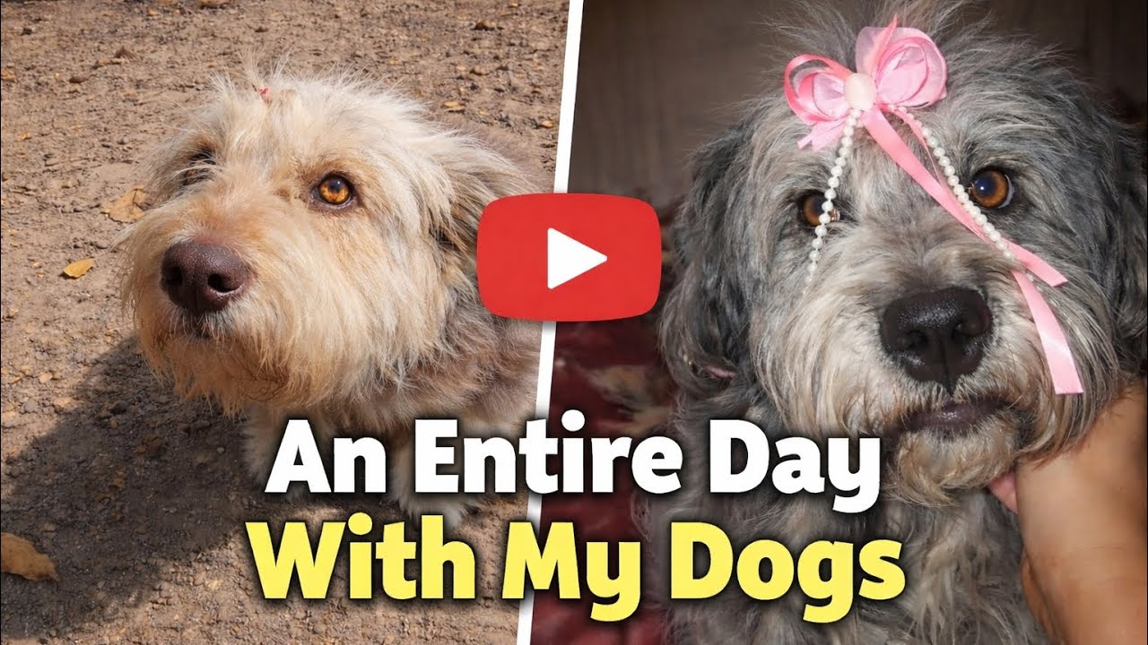 A day in the life of my dogs... #dogvlog #dailyvlog #doggielife #dog