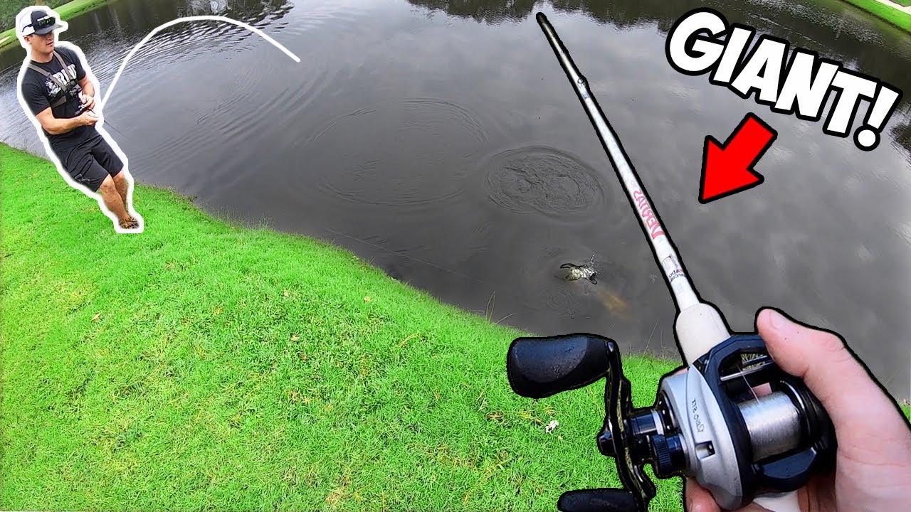 Fishing a GOLF COURSE pond w/ BIG SWIMBAITS! (EPIC)